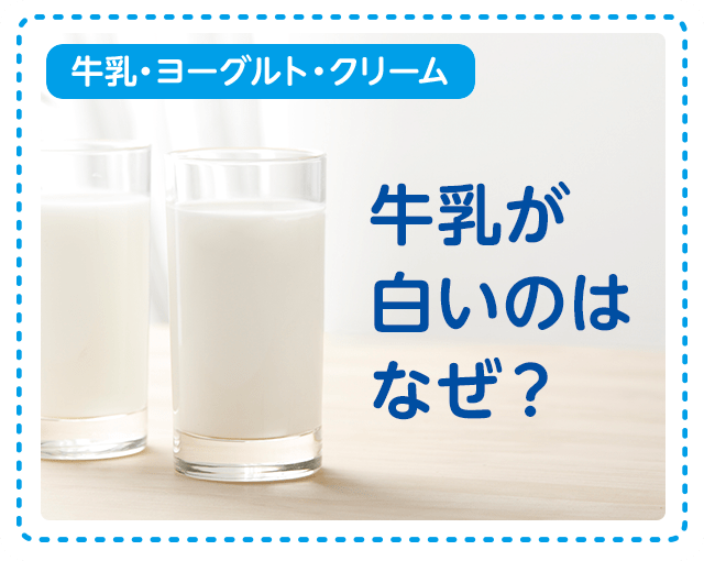 【牛乳・ヨーグルト・クリーム】牛乳が白いのはなぜ？