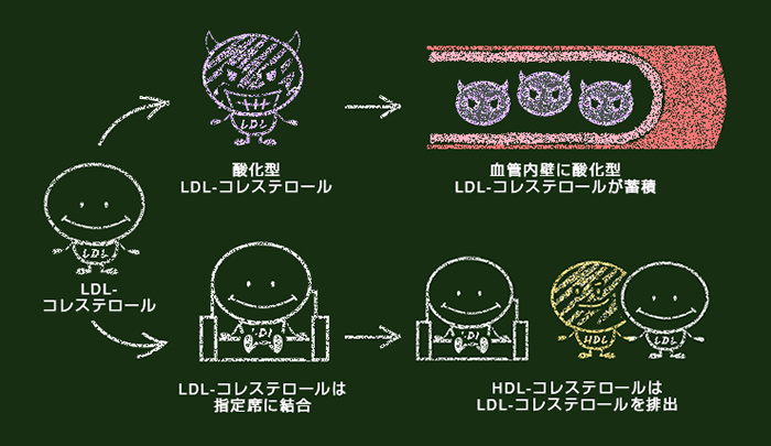 チーズを食べて高血圧を予防 チーズクラブ 雪印メグミルク株式会社