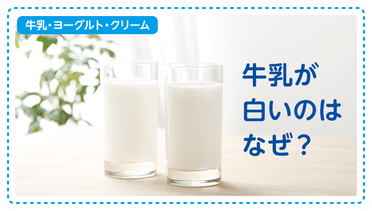 【牛乳・ヨーグルト・クリーム】牛乳が白いのはなぜ？