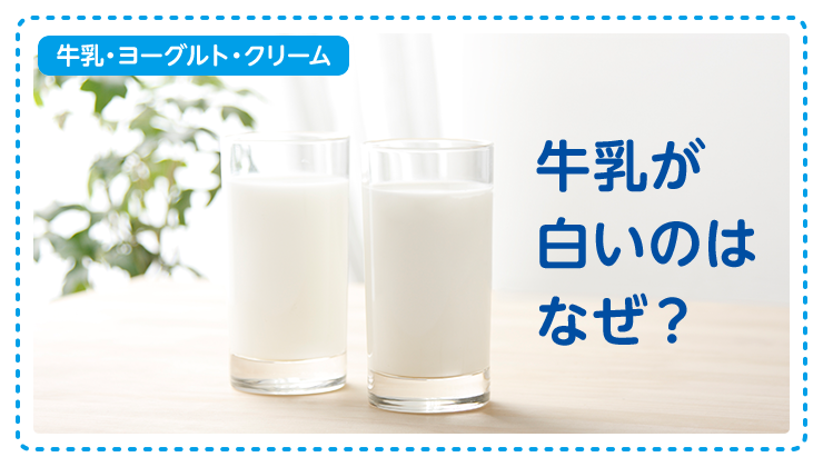 【牛乳・ヨーグルト・クリーム】牛乳が白いのはなぜ？