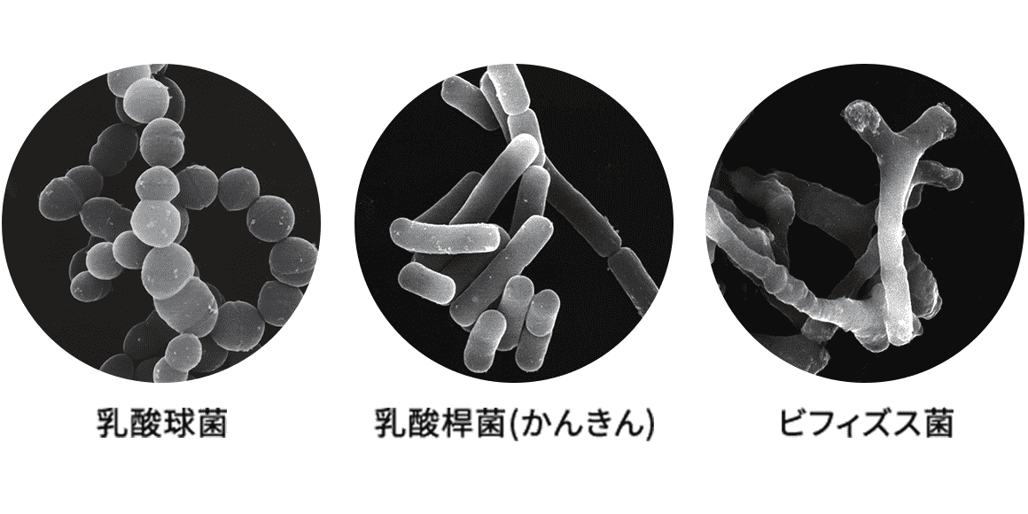 乳酸球菌、乳酸桿菌、ビフィズス菌