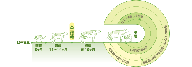 乳牛のライフサイクル