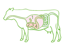 牛の4つの胃袋