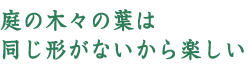 庭の木々の葉は同じ形がないから楽しい