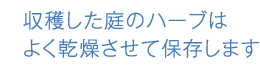 収穫した庭のハーブはよく乾燥させて保存します