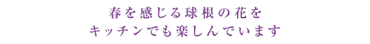 春を感じる球根の花をキッチンでも楽しんでいます