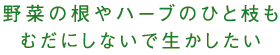 野菜の根やハーブのひと枝もむだにしないで生かしたい