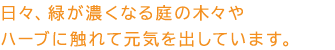 日々、緑が濃くなる庭の木々やハーブに触れて元気を出しています。