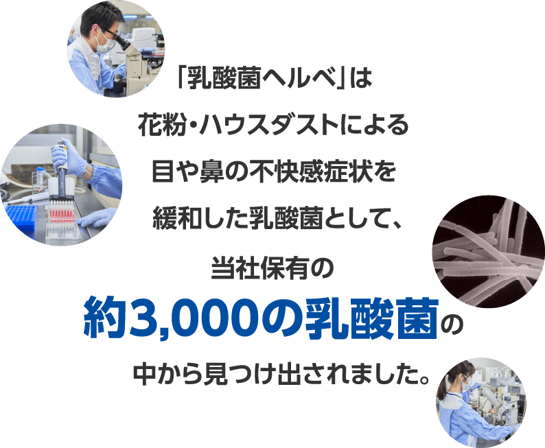 「乳酸菌ヘルベ」は花粉・ハウスダストによる目や鼻の不快感症状を緩和した乳酸菌として、当社保有の約3,000の乳酸菌の中から見つけ出されました。