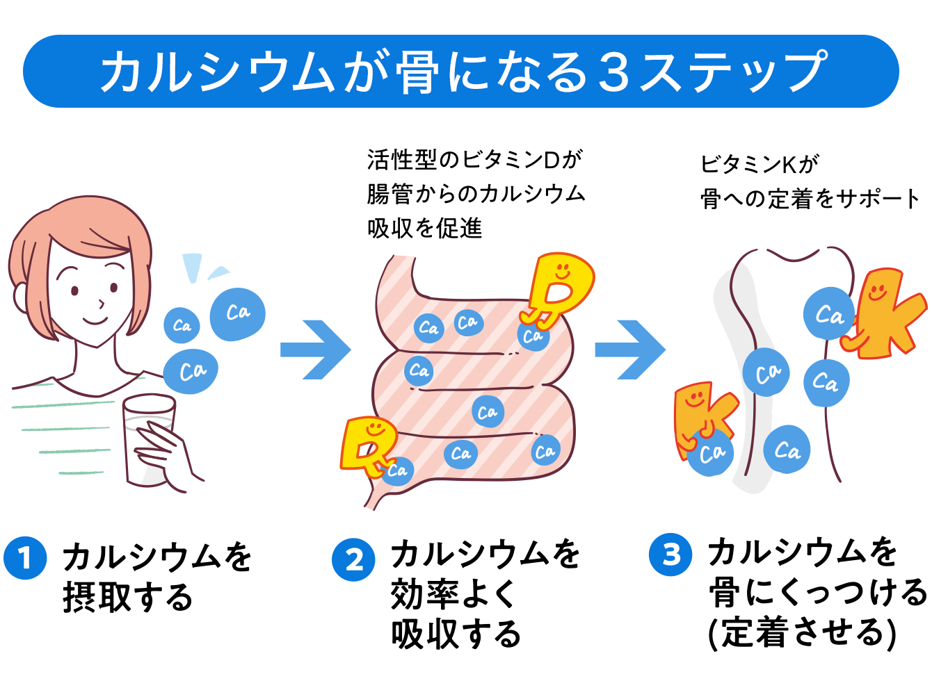 骨とカルシウム カルシウムの働きと骨との関係 骨を知る 骨の健康応援 骨ちょっといい話 雪印メグミルク株式会社