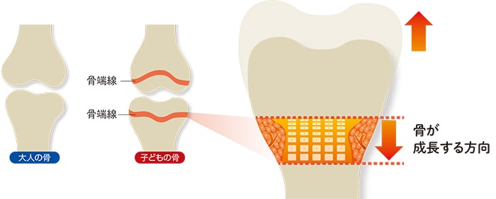 背が高くなるのは骨が成長するから