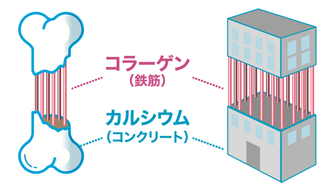 骨はカルシウムの塊ではない