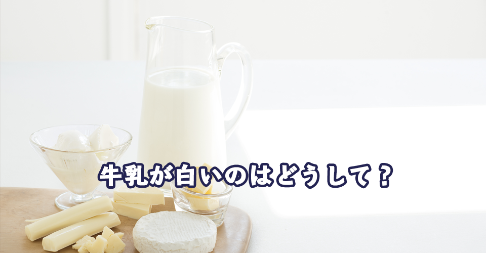 牛乳が白いのはどうして？