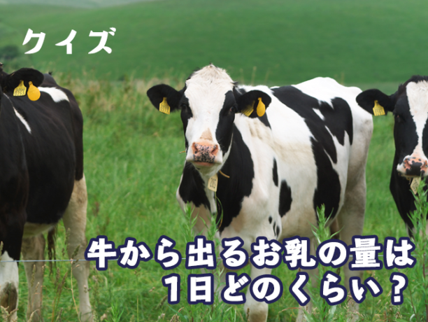 牛から出るお乳の量は1日どれくらい？​