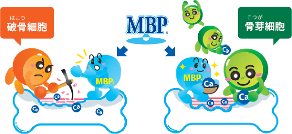 MBP®→破骨（はこつ）細胞／MBP®→骨芽（こつが）細胞
