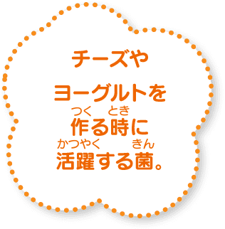 チーズやヨーグルトを作る時に活躍する菌。