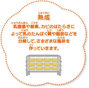 熟成 乳酸菌や酵素、カビのはたらきによって乳のたんぱく質や脂肪などを分解して、さまざまな風味を作っていきます。