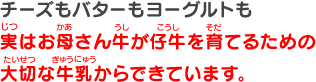 チーズもバターもヨーグルトも実はお母さん牛が仔牛を育てるための大切な牛乳からできています。