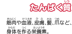 たんぱく質　筋肉や血液、皮膚、髪、爪など、身体を作る栄養素。