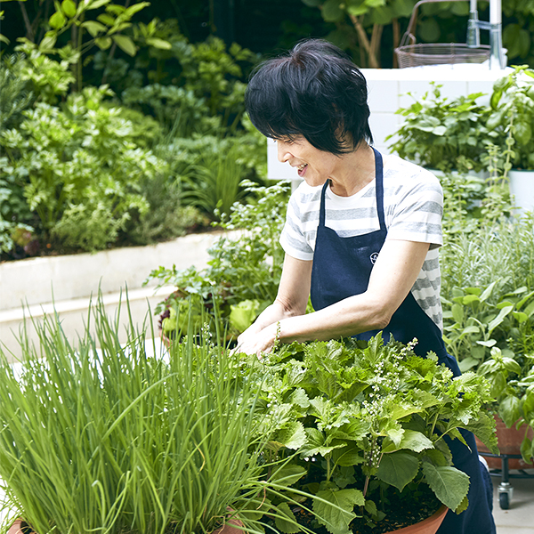 夏の食卓にたっぷり使いたくて和風ハーブを育てています 栗原はるみのミルクのある生活 雪印メグミルク