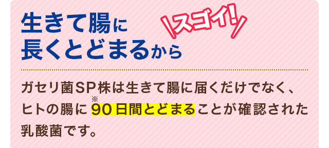 生きて腸に長くとどまるからスゴイ！ ガセリ菌SP株は生きて腸に届くだけでなく、ヒトの腸に90日間とどまることが確認された乳酸菌です。